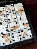 White Tie Dominoes Set